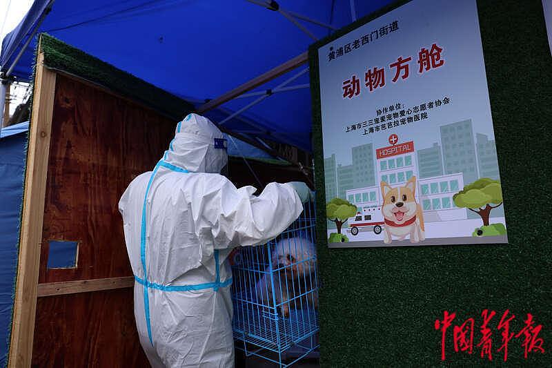 探访上海首个“动物方舱”：疫情下的温情与守护 - 1