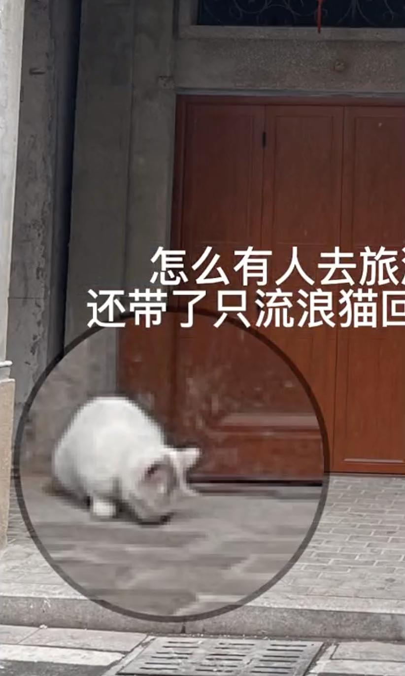 网友旅游捡了只流浪猫回家，结果评论区急了：它是网红猫，麻烦把它送回去 - 4