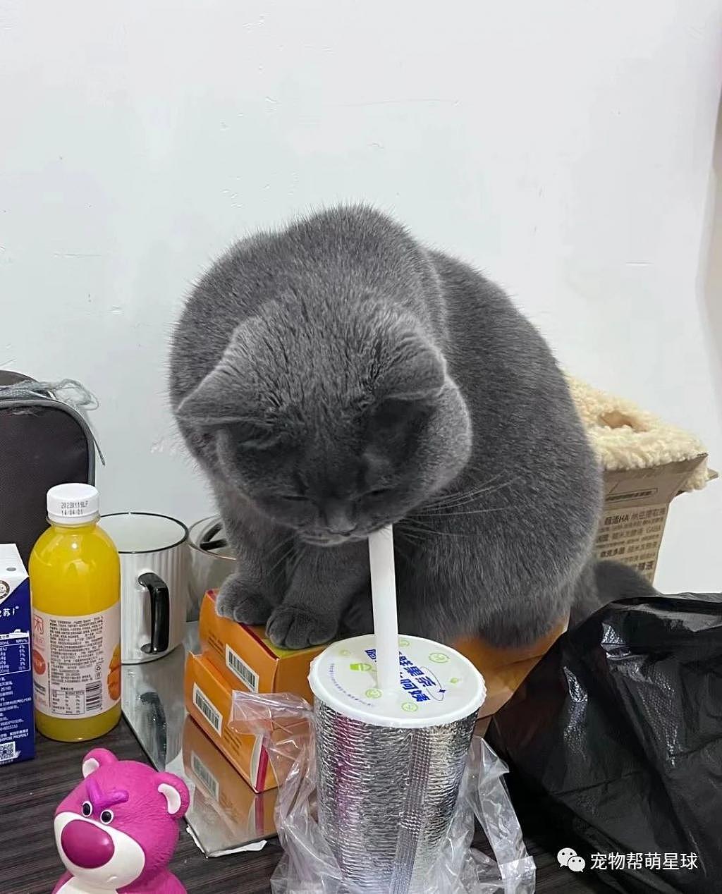 猫咪除了偷喝水，还学会了偷喝奶茶，铲屎官拍下新证据！ - 2