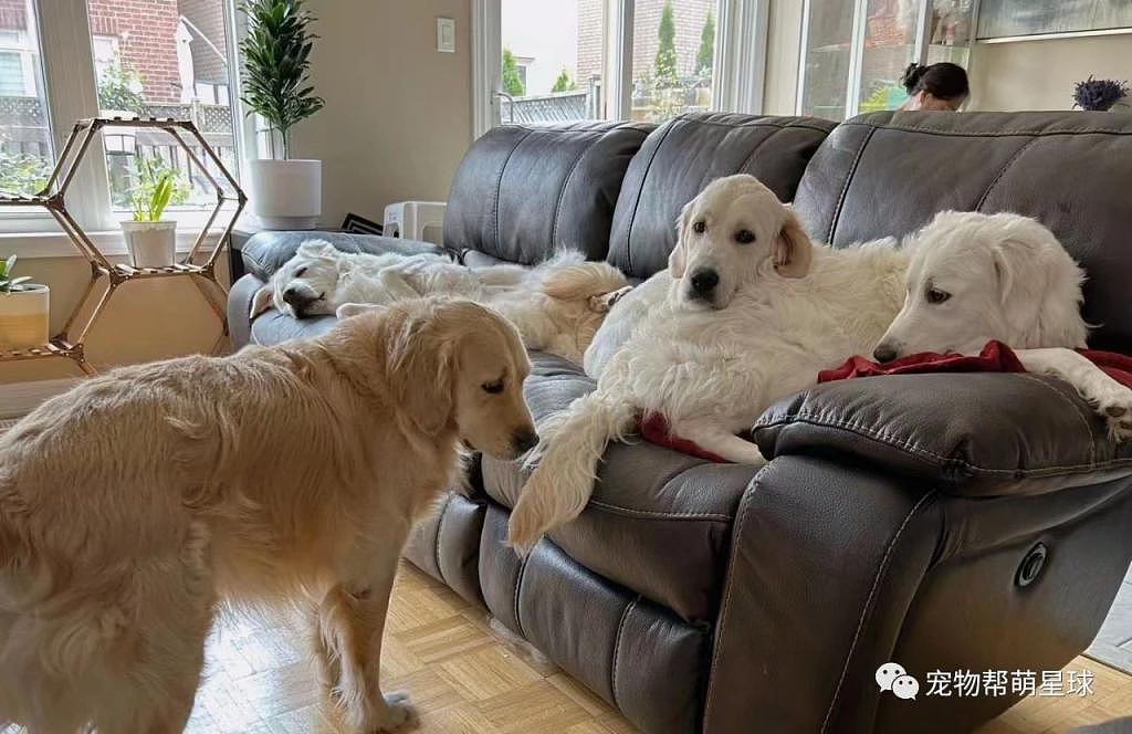 几只狗狗霸占整张沙发，铲屎官无奈只能席地而坐 ... 真是太惨了！ - 1