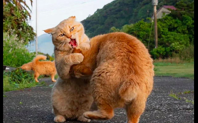 两只橘猫在马路上打架，好像是日本的相扑比赛，摔跤运动“圆”？ - 2
