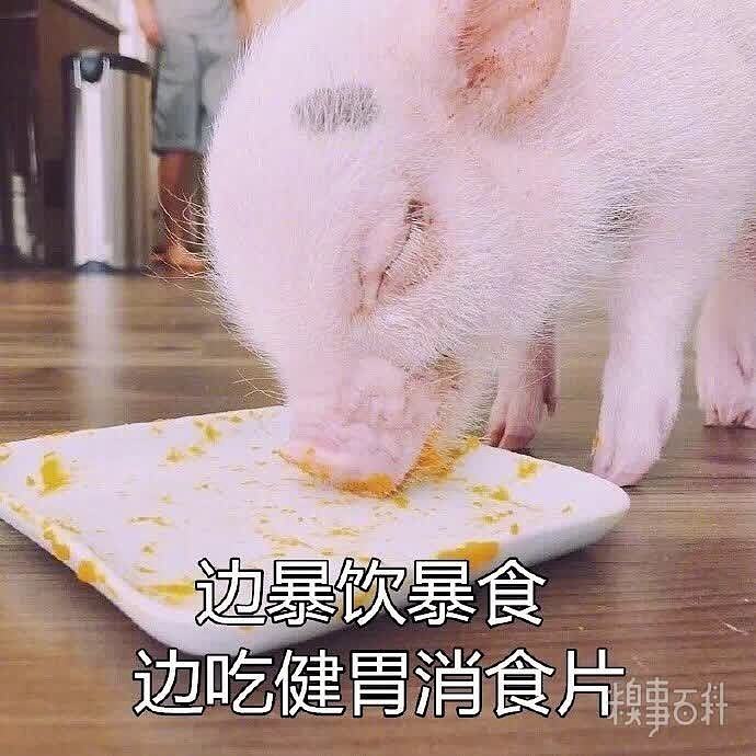 一个注重养生的猪猪少