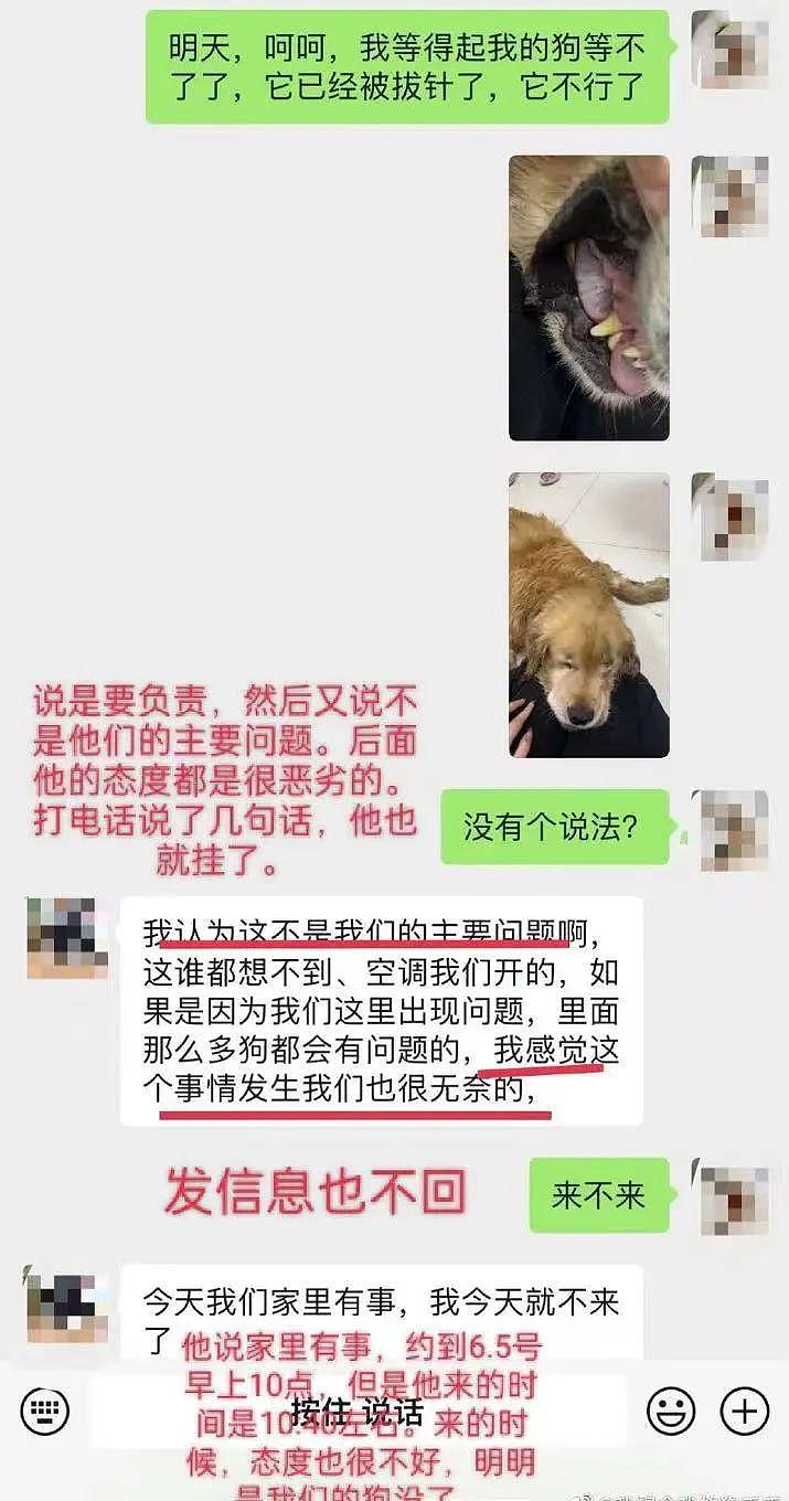 又一只金毛因洗澡死在宠物店，店家逃卸责任的理由太无耻了！ - 9