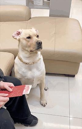 狗狗过年收到 2 万元压岁钱，主人：我的还没它零头多… - 6