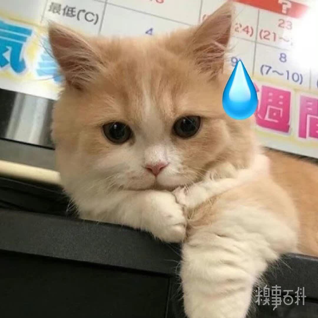 猫猫无语更多猫猫狗狗