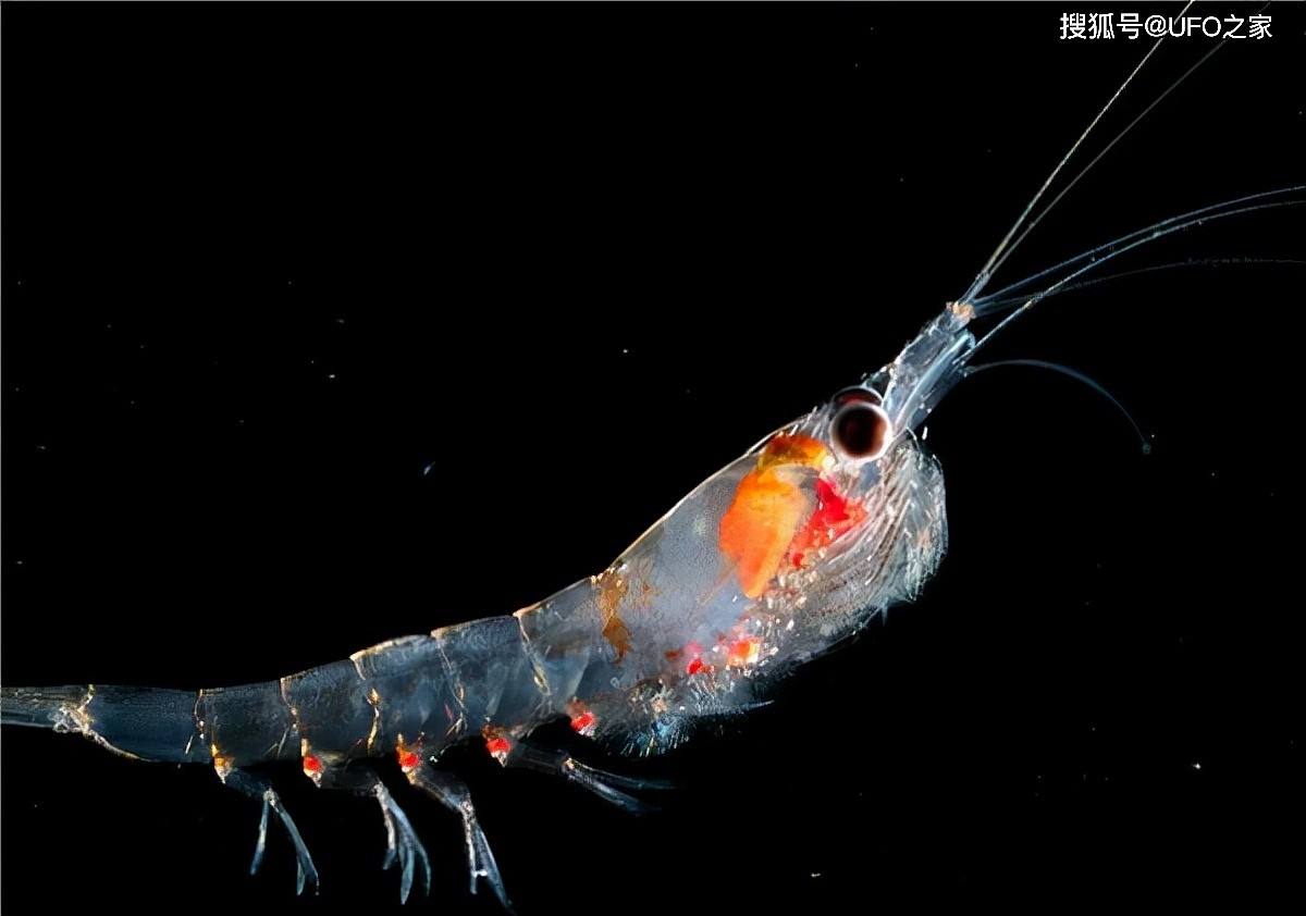 南极磷虾：5亿吨的海上“金矿”，中国将是最大“黑马”？ - 3