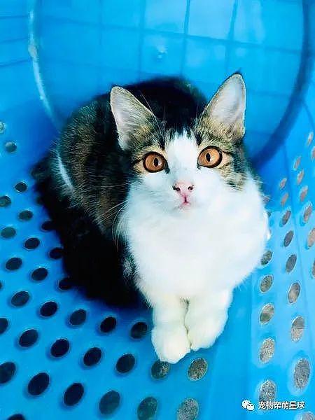 当时在垃圾桶里的猫咪，现在变这样了！网友：我也要去捡一只！ - 5