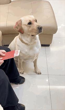 狗狗过年收到 2 万元压岁钱，主人：我的还没它零头多… - 4