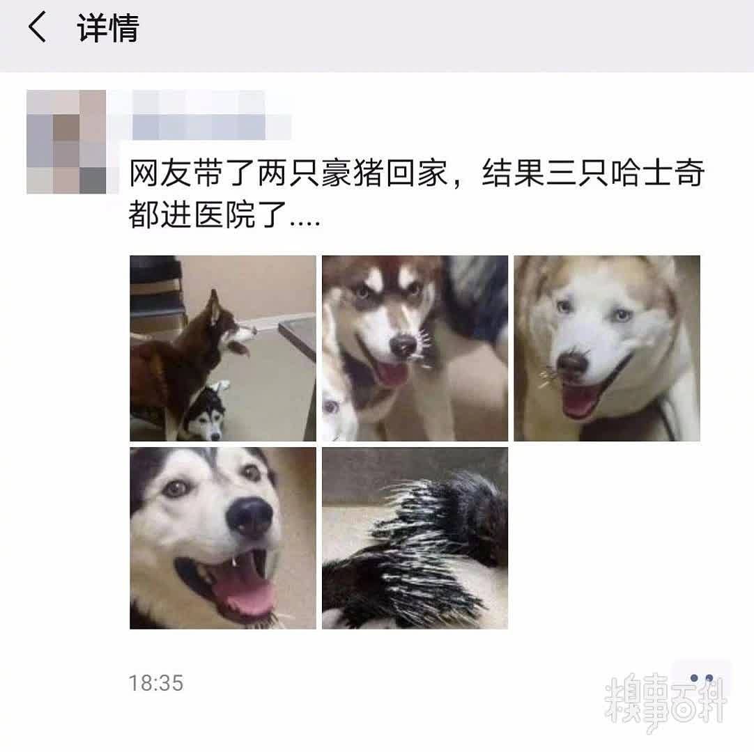 主人带了两只豪猪回家