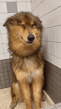 网友说他家狗子每次洗完澡都呆呆的很可爱，但是吹干毛以后… - 1