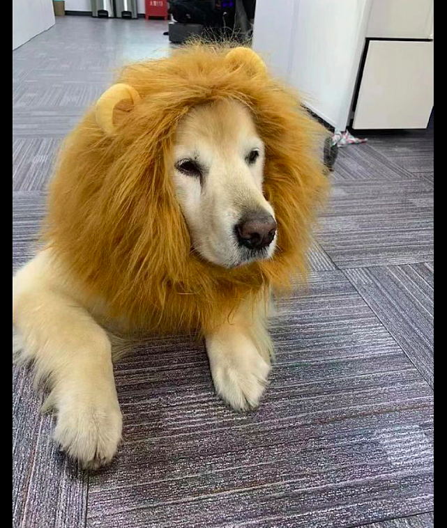 上班发现在办公室里有只狮子，转过头后我笑了，表情太委屈了吧！ - 3