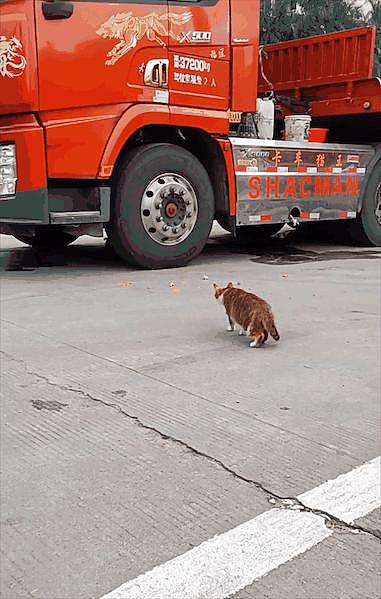 卡车司机收养 3 只流浪猫带在车上，还给它们做了上下铺，太有爱了 . - 21