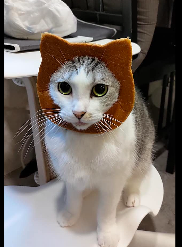 网友买了一个猫头形状的面包，还套在了猫咪的头上，猫：我要吃啊 - 2