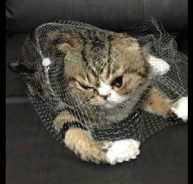 猫咪玩起了装海洋球的袋子，不一会儿就把自己困住了，被它蠢哭了 - 3