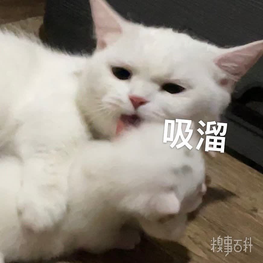 超可爱的猫猫奶盖表情