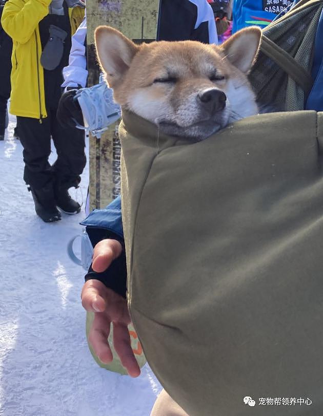 狗狗和主人去滑雪，竟在缆车上和小主人神同步歪头睡着了 ~ - 3