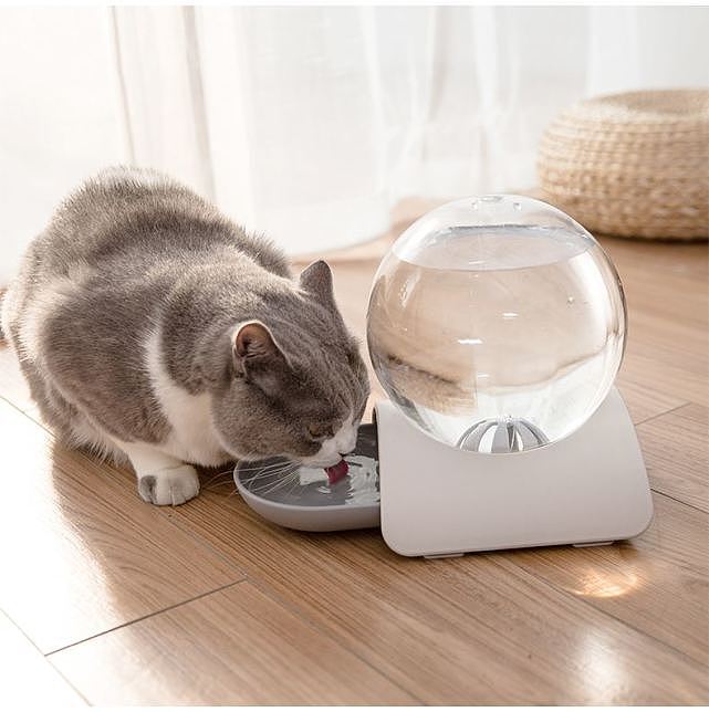 为什么猫咪宁可喝马桶水，也不愿意喝碗里的水？ - 7