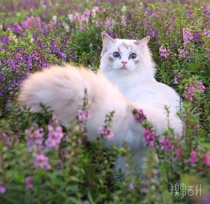 花丛中的布偶猫，摄影