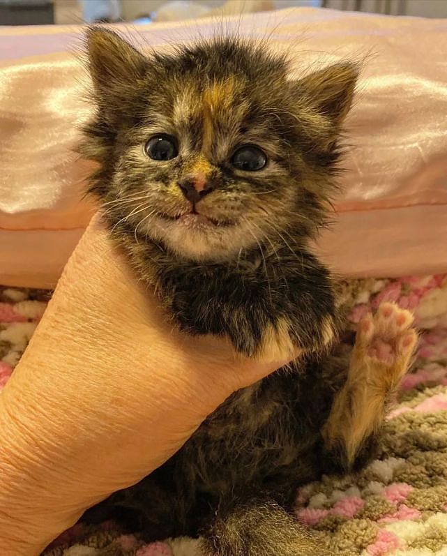 猫趣 | 车库里的小橘猫痛失妹妹，被救后，却收获了一个照顾自己的姐姐 - 7