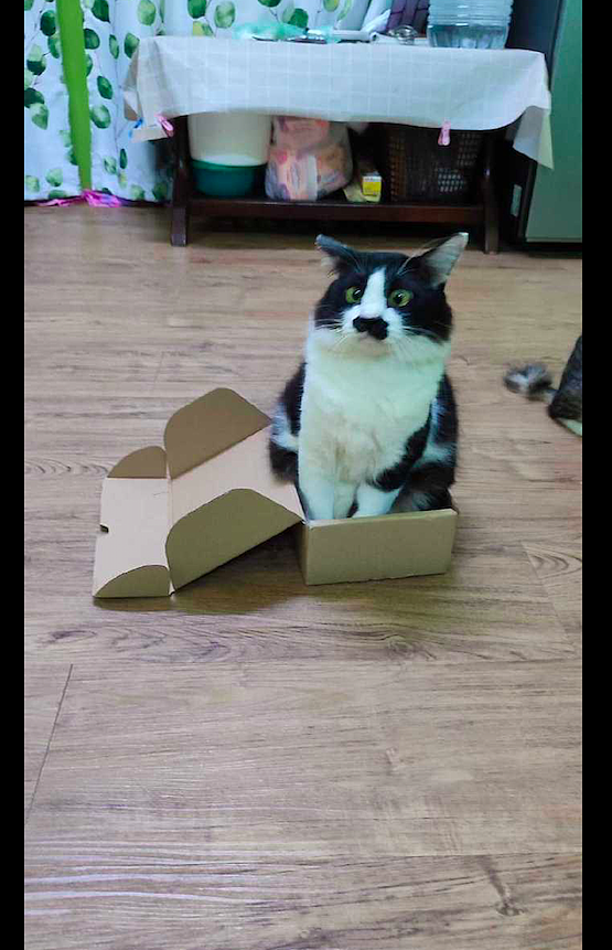刚买回来了一双鞋子，猫咪就把鞋盒子霸占了：再小的纸盒也能征服 - 3