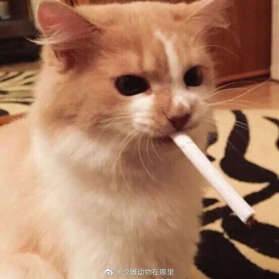 《未成年猫猫禁止吸烟