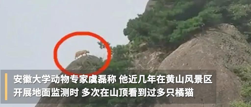 游客在黄山拍到不明野生动物，专家调查发现：这货好像是……大橘猫？ - 10