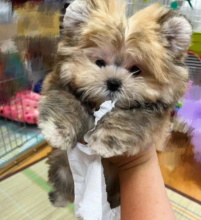 小狗偷纸巾被当场抓获，结果萌翻网友：怎么会有这么可爱的小毛贼！ - 1