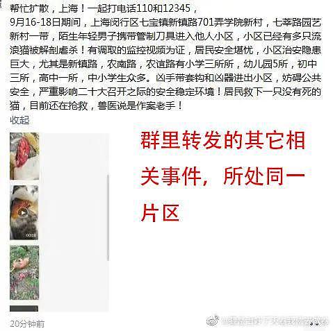 上海惊现“连环杀猫男”，数十只猫咪惨死，谁来为它们发声？ - 10