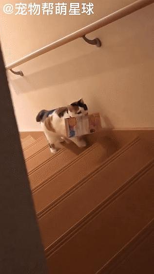 猫咪变身邮差，自发叼报纸送到主人脚边，没有一天放弃过！ - 5
