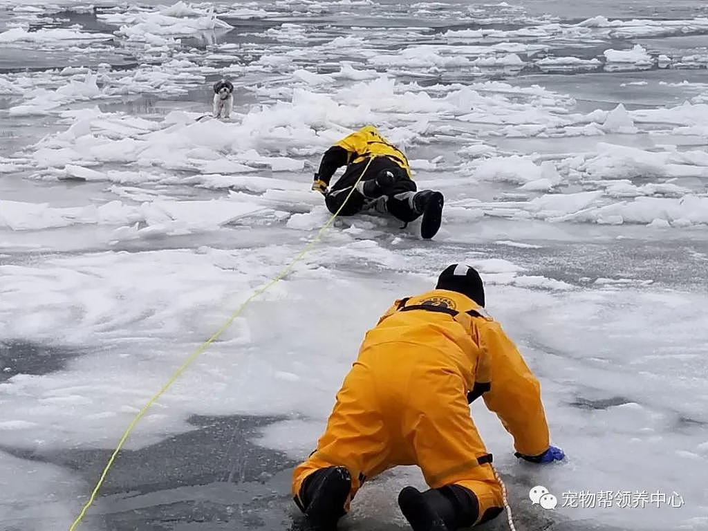 狗狗卡冰面上，消防员匍匐解救，岸上还有警车救护车待命，感动！ - 3