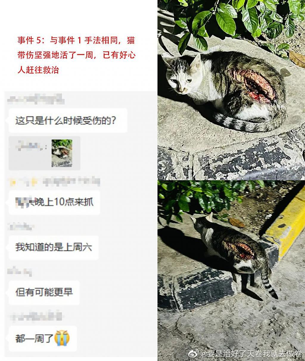 上海惊现“连环杀猫男”，数十只猫咪惨死，谁来为它们发声？ - 6