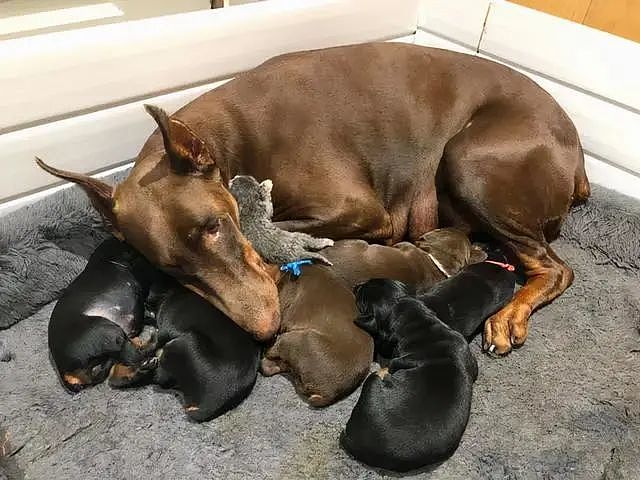 杜宾妈妈“收养小猫咪”，睡觉抱紧，6狗1喵宝宝躺一排大口喝母奶 - 1