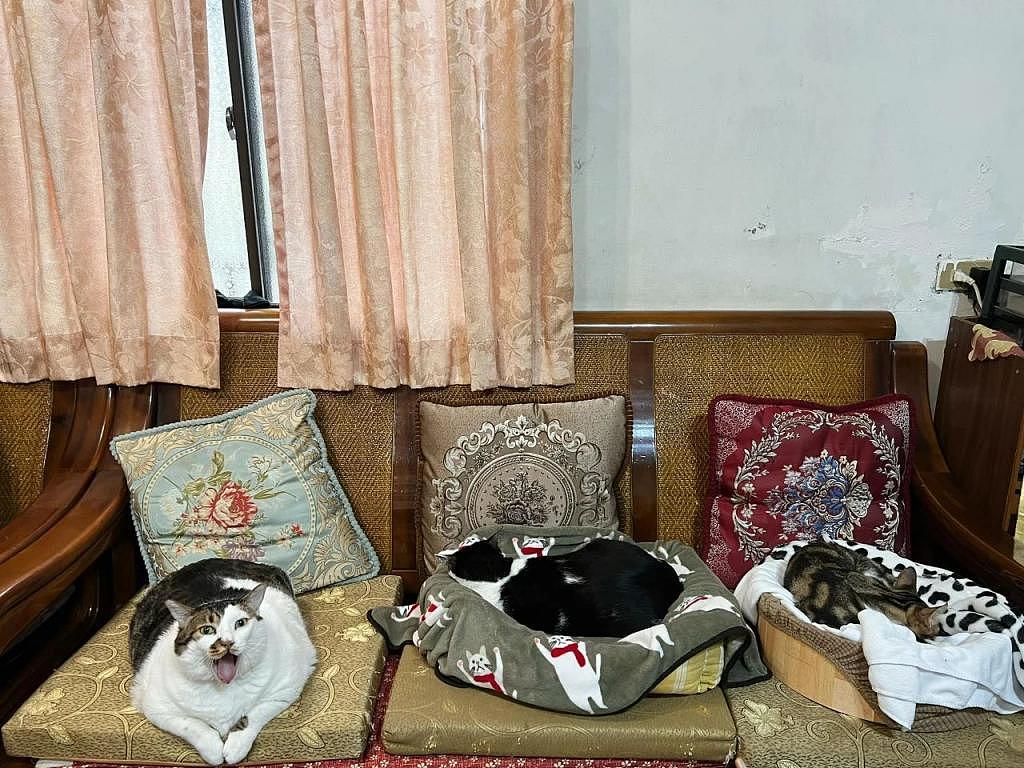 三个猫主子舒服的占满沙发，胖得溢出来，过年来了没地坐啊！ - 2