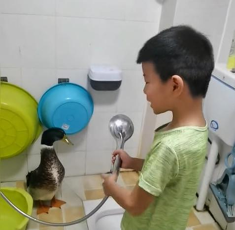 6 岁男孩截胡爸爸要炖的鸭子，每天喂食铲屎还养肥了…… - 5