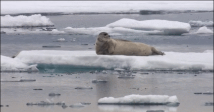 海豹被北极熊吓个半死
