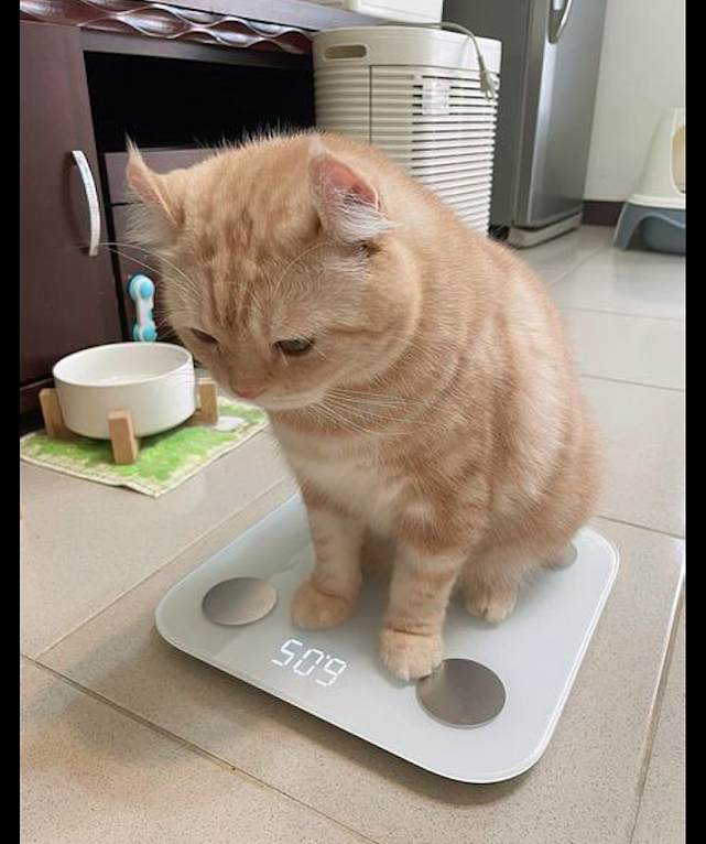 猫咪在称完体重之后，转身又去吃起饭来，这是嫌自己还不够重吗？ - 1