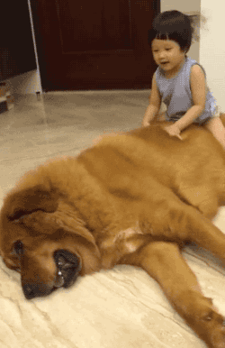 想养只这样的大狗狗，