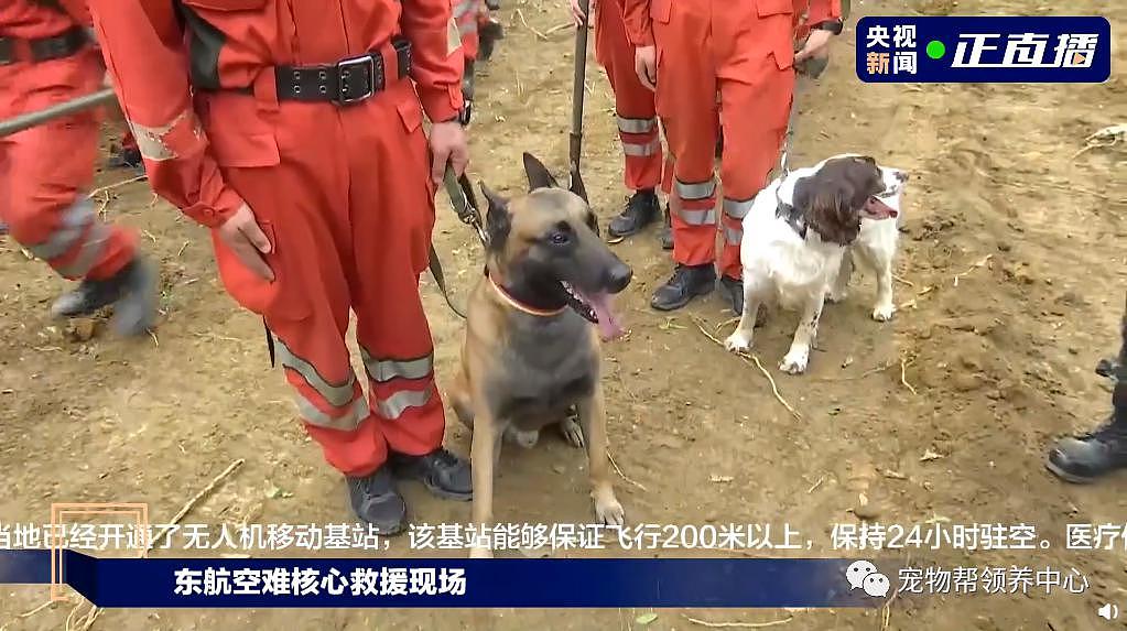 搜救犬加入坠机救援！它们也在为奇迹出现而努力！ - 13