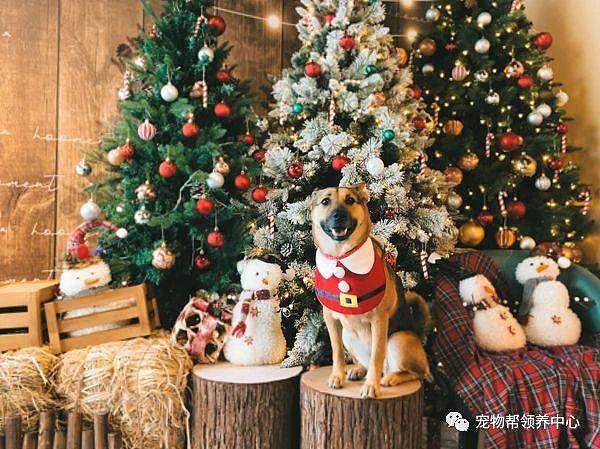 狗狗圣诞聚会，别人都漂漂亮亮，它却成圣诞树，大怨种啊！ - 1