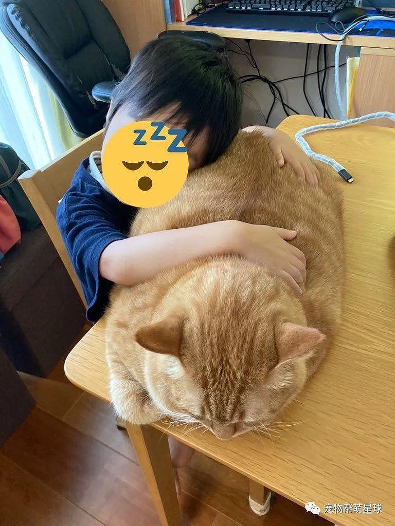 网友发现猫咪新用途，大橘牌枕头，完全符合人体工学 ! - 3