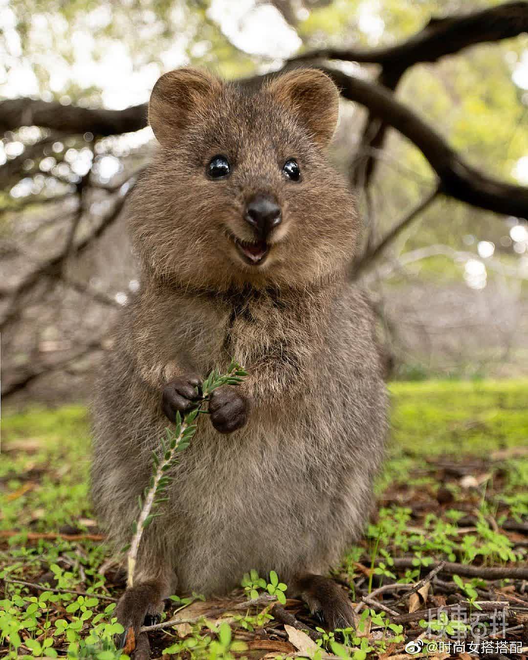 短尾矮袋鼠，是澳洲的