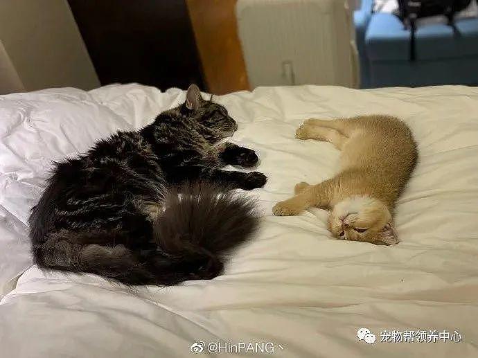 深圳一位主人核酸阳性，隔离酒店要人道毁灭两只未经检测的猫 . - 25