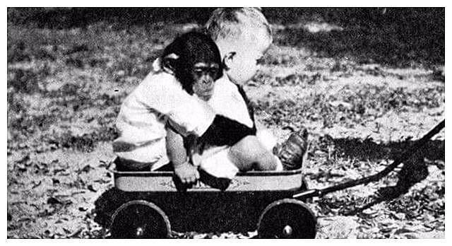 凯洛克实验到底有多恐怖？将人类的孩子和黑猩猩一起养育会怎样？ - 2
