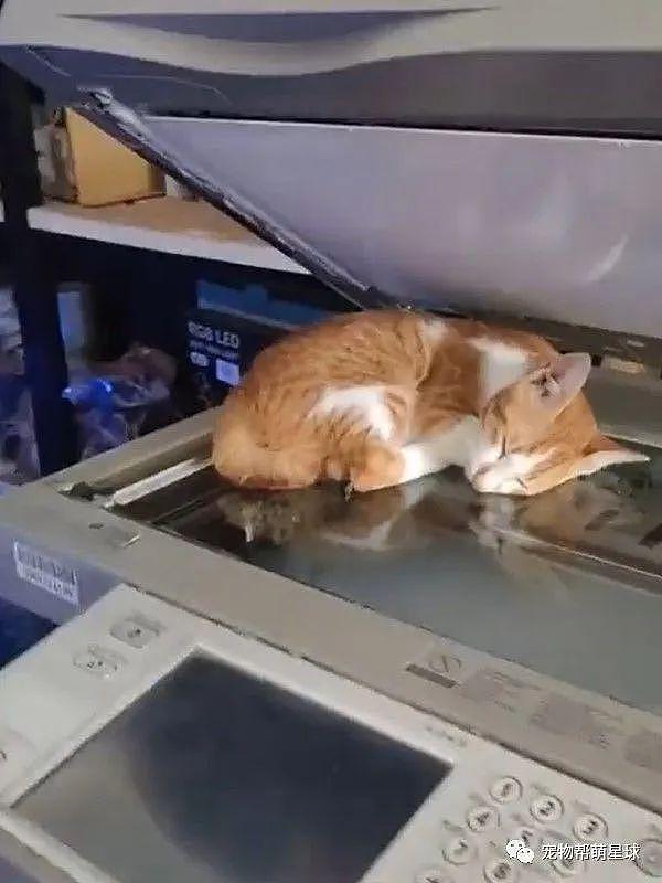 猫咪躺复印机上睡觉，结果被印出多张“高清露肚照”，太可爱啦！ - 1