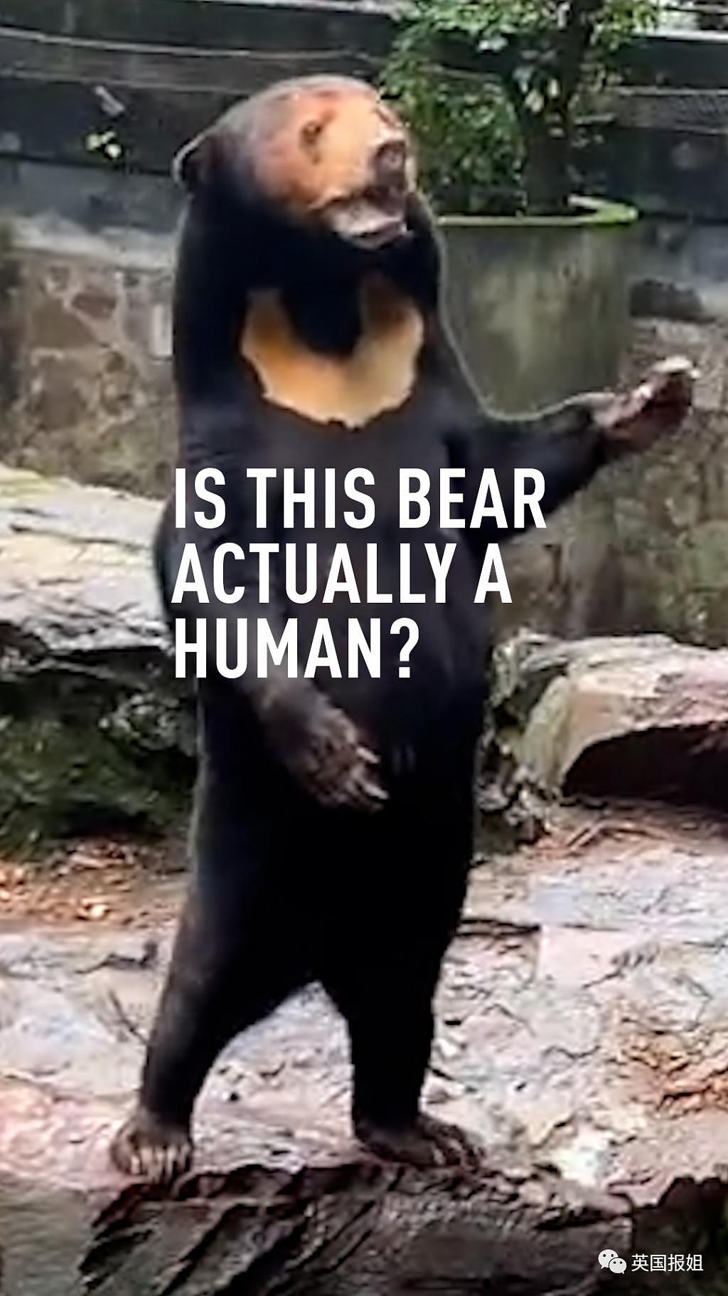 中国动物园的一头熊一夜之间火爆全球！国外媒体网友陷入疯狂：“它到底是熊还是人？！” - 5