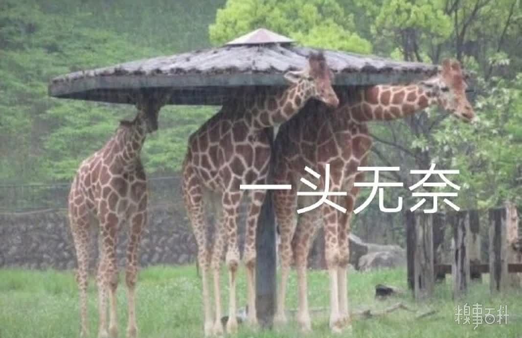 躲雨失败的长颈鹿正确