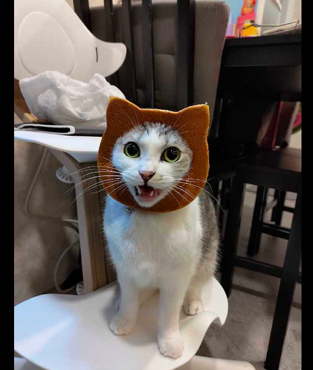 网友买了一个猫头形状的面包，还套在了猫咪的头上，猫：我要吃啊 - 3