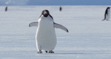 科学家：企鹅或是外星生物！粪便中有与金星大气中一样的磷化氢 - 1