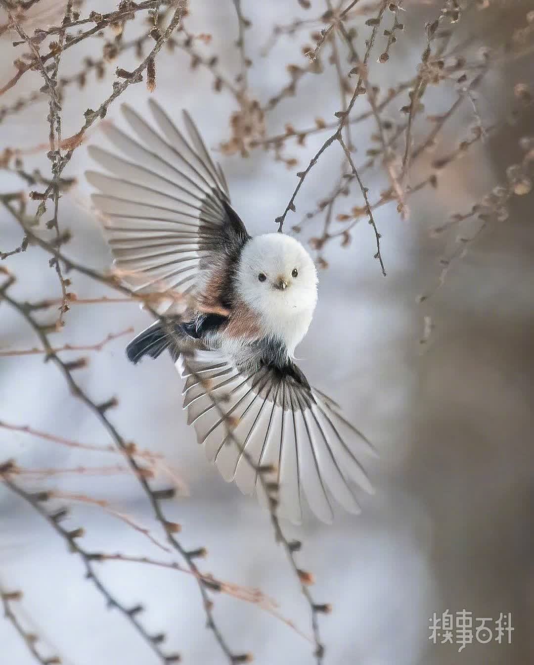 张开翅膀的雪の妖精