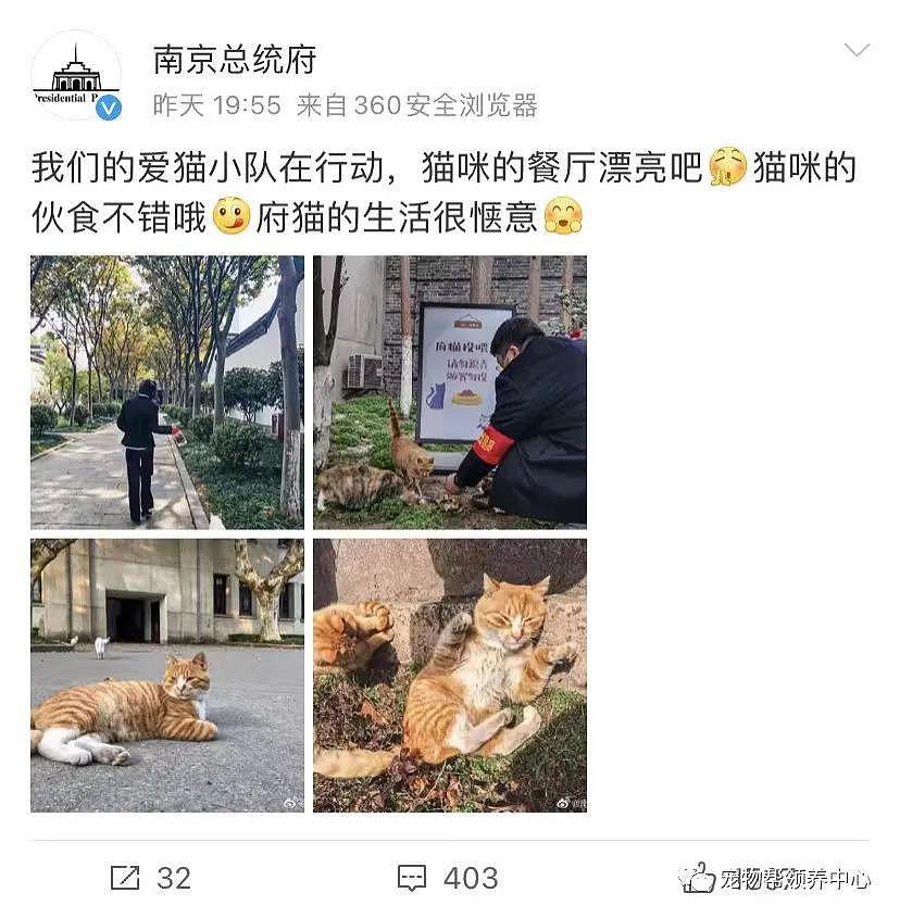 南京总统府曾征集流浪猫捕鼠，说它们是“镇府之宝”，如今却不管猫咪死活了？ - 18